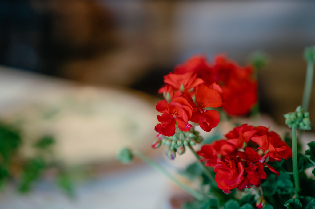 A Tranquil Spring Luncheon with Table & Thyme red flowers
